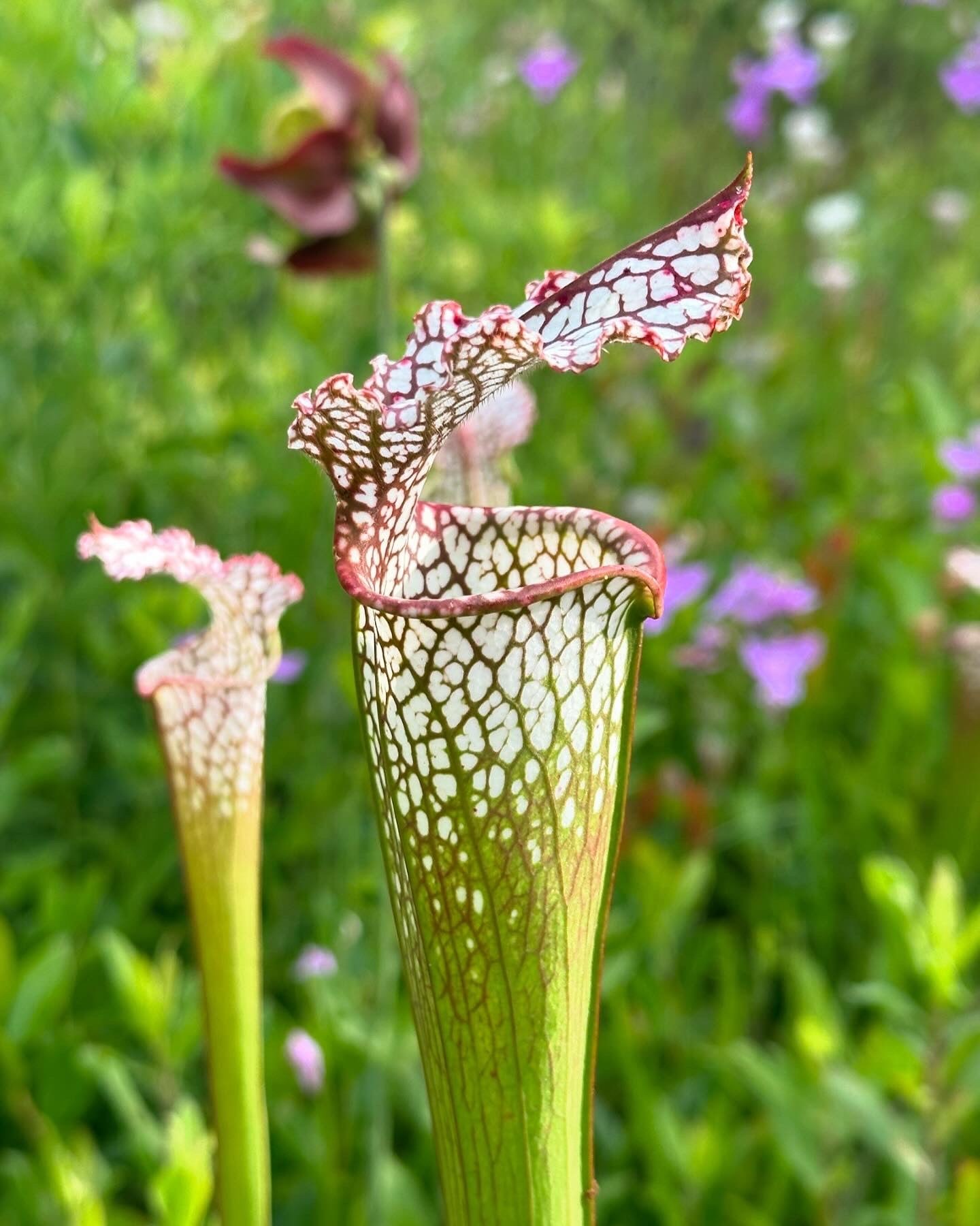 Carnivorous Plants of the NC Coastal Plain: Venus Flytrap, Pitcher