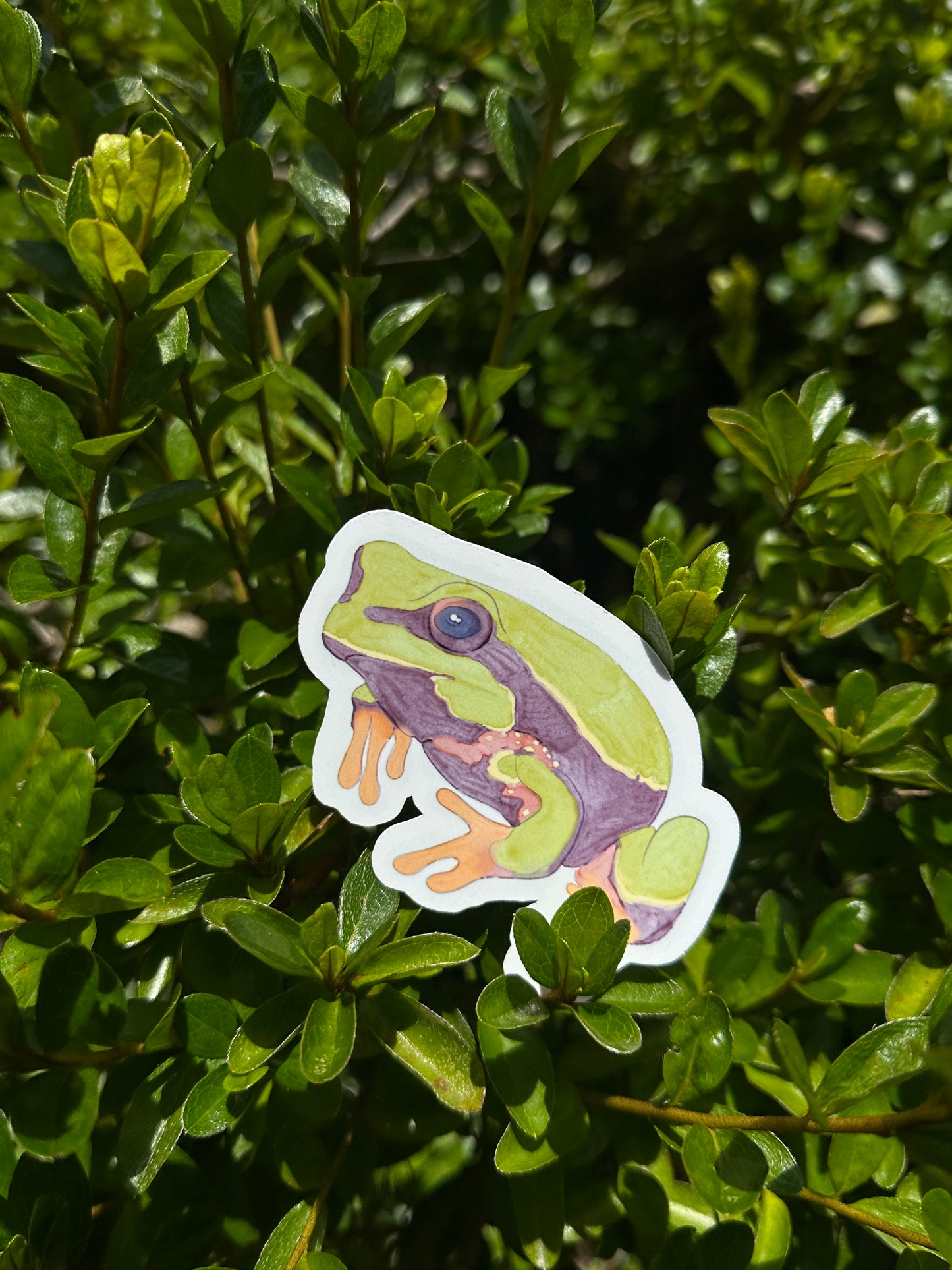Pine Barrens Tree Frog Watercolor 3” Vinyl Sticker Original Art