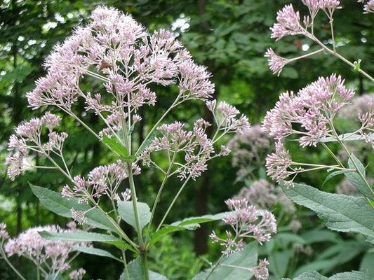Butterfly Bush Doesn't Feed Butterflies: Five NC Natives That Do