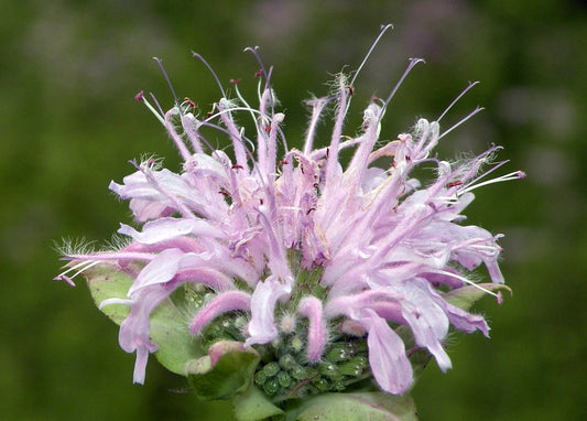 Eastern Cicada Killers in NC: What They Are and Which Native Plants Support Their Habitat