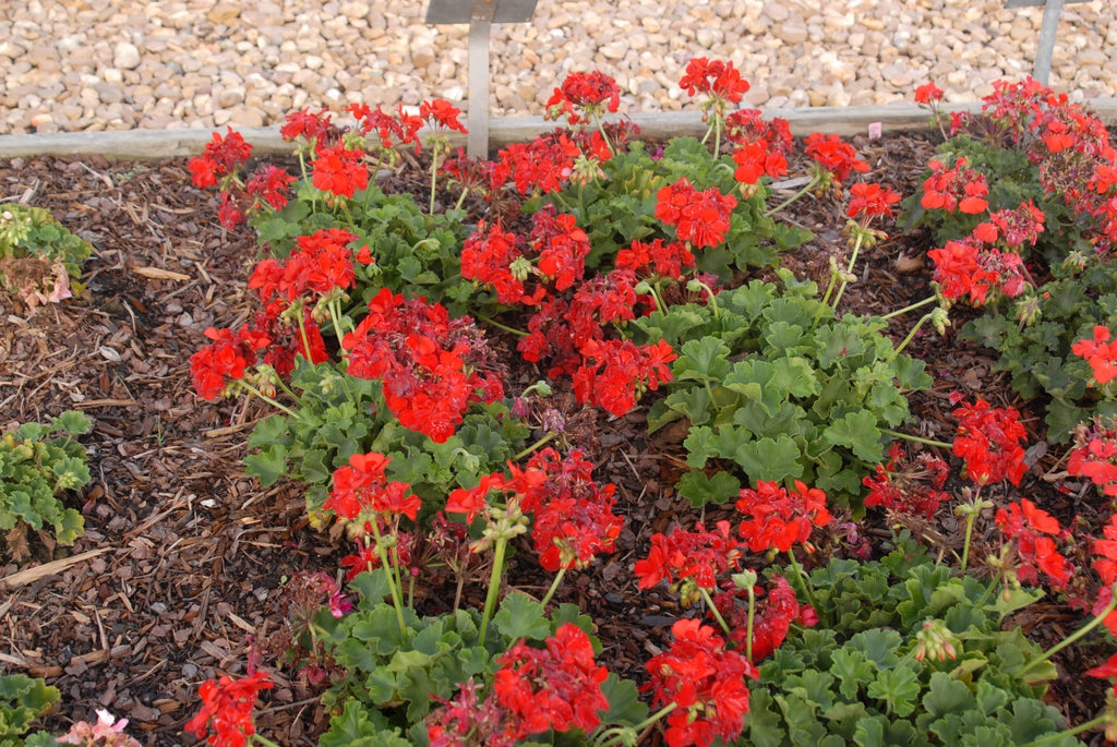 Native Plants for Ruby-Throated Hummingbirds in North Carolina