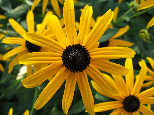 Summer-Blooming Native Plants for North Carolina: Five Species for July and August