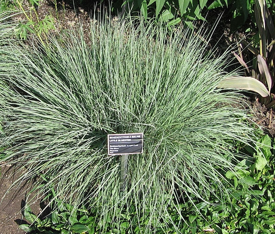 Your Lawn Doesn't Need to Cover Everything: A Native Plant Grouping Guide for NC Yards
