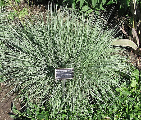 Your Lawn Doesn't Need to Cover Everything: A Native Plant Grouping Guide for NC Yards