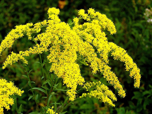 Native Plants vs. Nativars: Why the Straight Species Usually Wins for Wildlife in NC