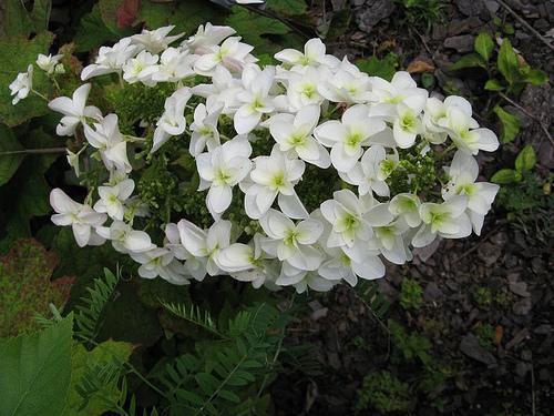 Native Plants for Shade in North Carolina: What Grows Under the Canopy