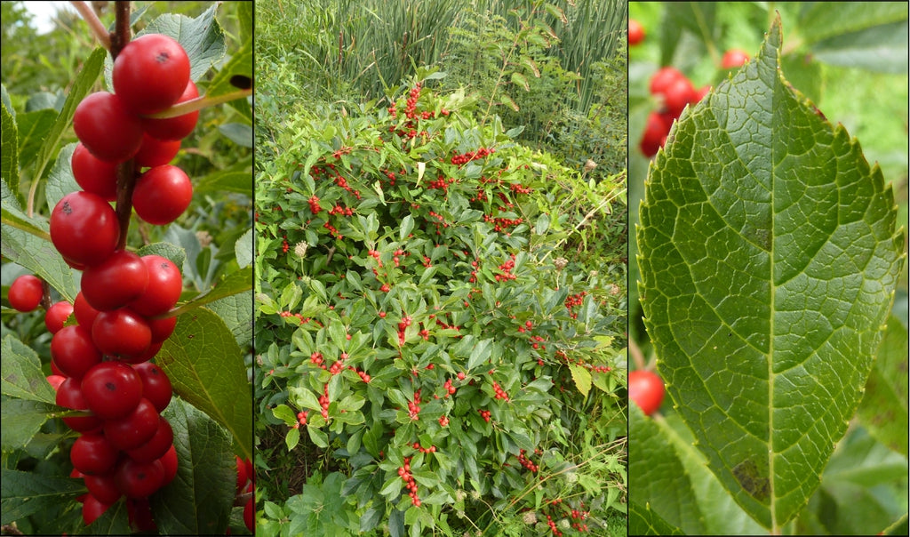 Don't Let Your Garden Go Quiet: Native Plants for Fall and Winter Interest in NC