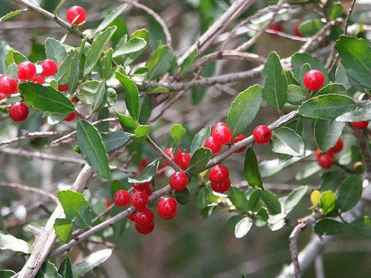 Why Your Native Hollies Aren't Making Berries: Dioecious Plants in NC Gardens
