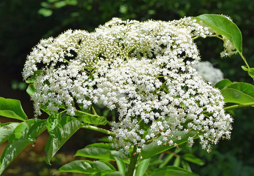 Skip the Kudzu: Three Native NC Plants Actually Worth Foraging