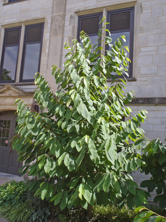 The Zebra Swallowtail's Only Host Plant: Why Pawpaw Belongs in Your NC Garden