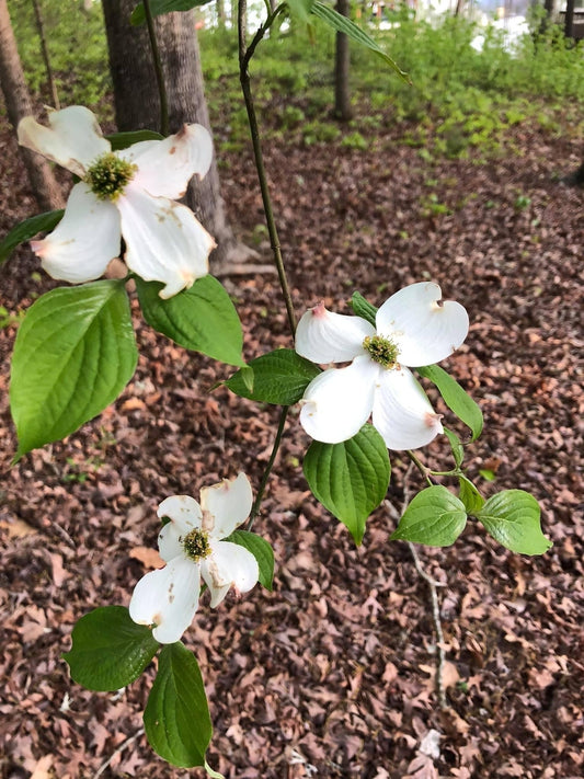 Five Ways NC Native Plants Spread Their Seeds