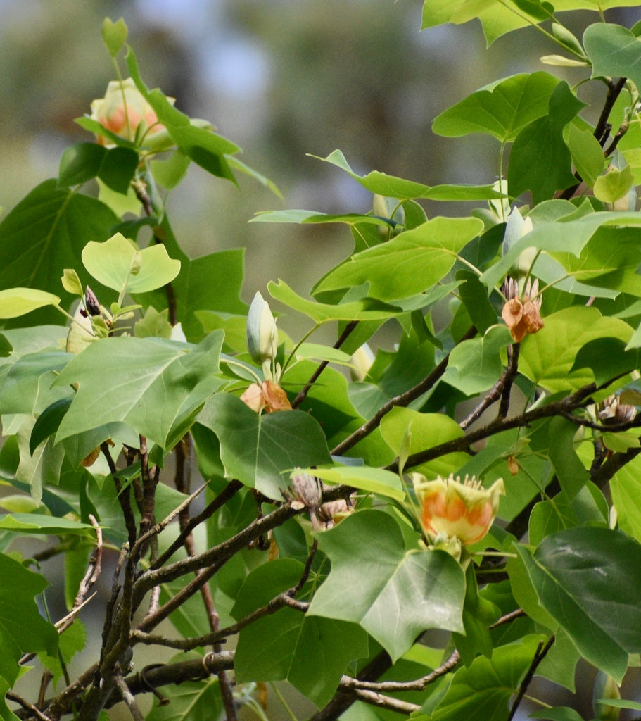 Tree of Heaven Is Feeding North Carolina's Spotted Lanternfly Problem: Native Trees to Plant Instead