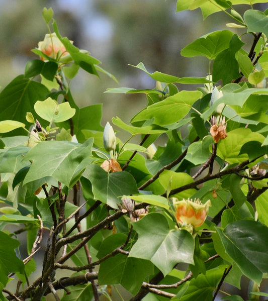Tree of Heaven Is Feeding North Carolina's Spotted Lanternfly Problem: Native Trees to Plant Instead