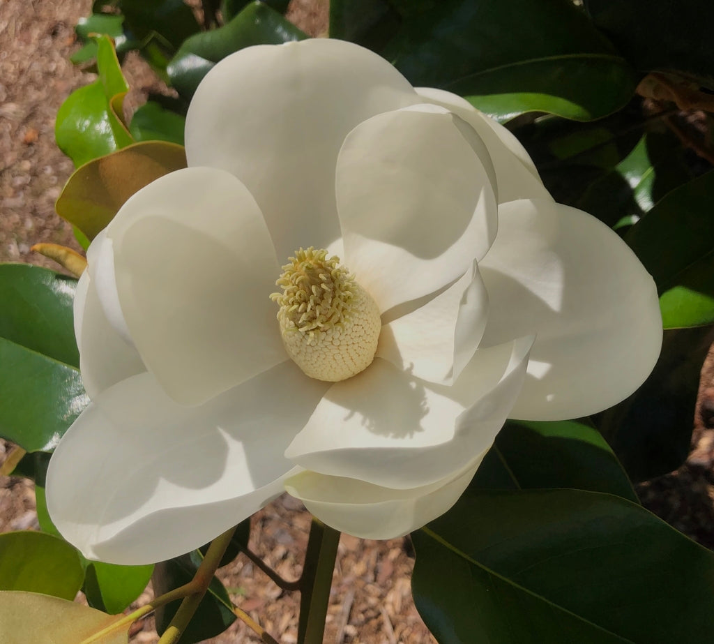 Southern Magnolia: A Native Tree Built for the NC Coastal Plain