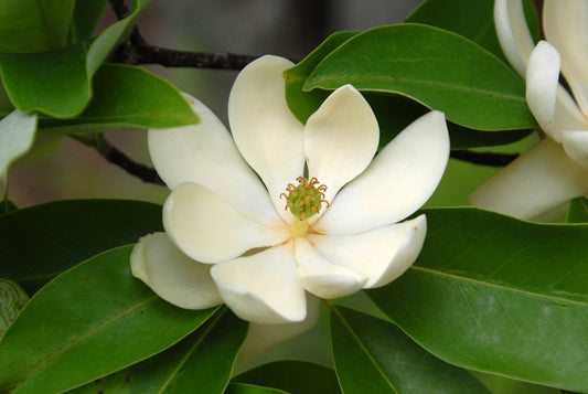 The Pocosin: North Carolina's Fire-Adapted Evergreen Shrub Bog