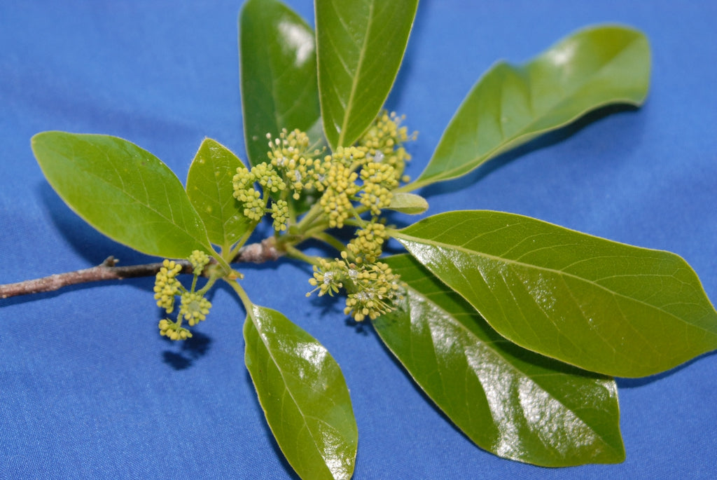 Native NC Plants That Feed Birds: A Season-by-Season Guide