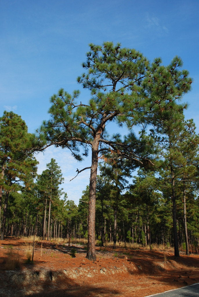 The Longleaf Pine Ecosystem: Native Plants of an Endangered NC Landscape