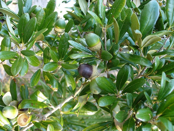 Native Oaks of North Carolina: Keystone Trees for Wildlife
