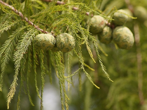 Bald Cypress: The Ancient Trees Standing in North Carolina's Blackwater Swamps