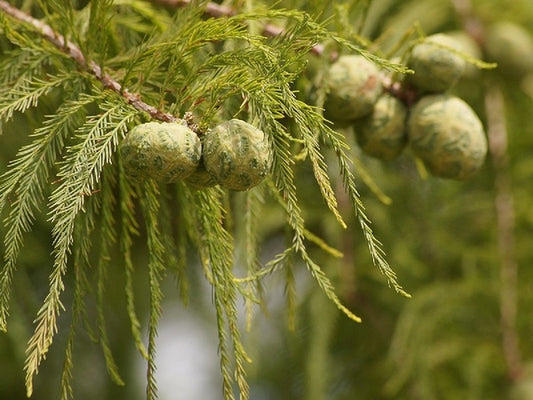 Bald Cypress: The Ancient Trees Standing in North Carolina's Blackwater Swamps
