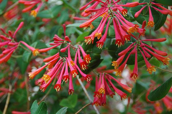 Native Host Plants for NC Butterflies: What to Grow Beyond Nectar Flowers