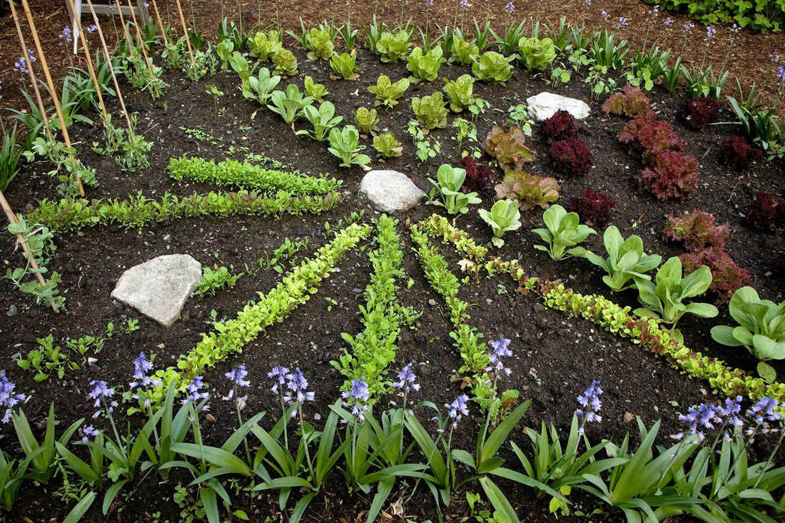 Fall Gardening in Zone 8b: A Guide to a Thriving Autumn Garden