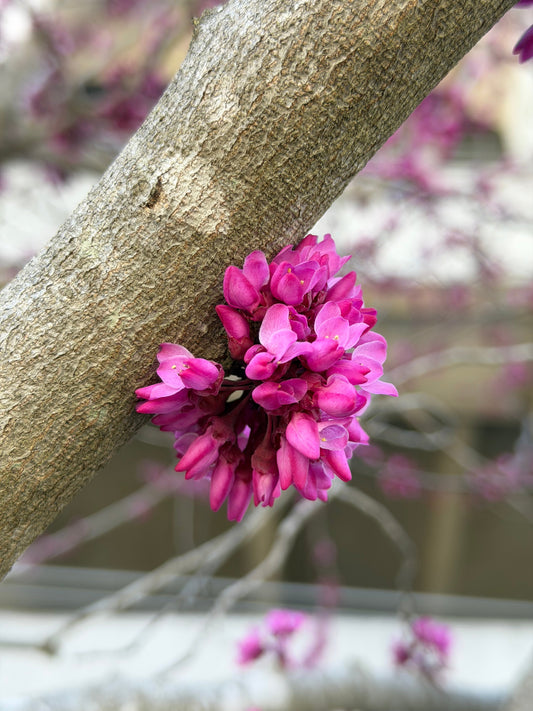 Five Native Spring-Flowering Trees for North Carolina