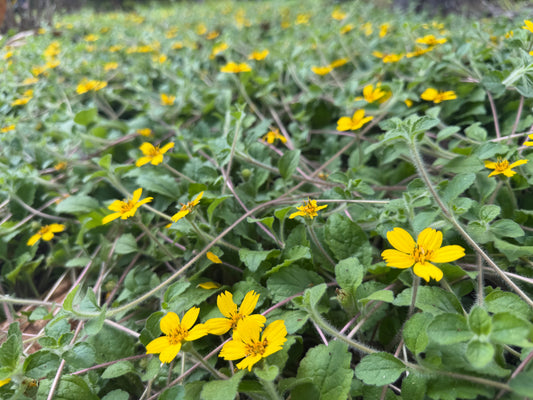 The Four-Season Garden: How Native Plants Work in Rotation