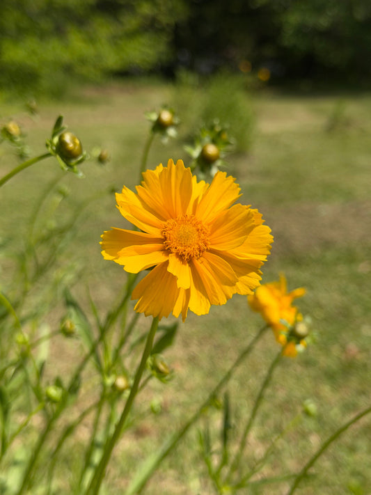 Lanceleaf Coreopsis and the Insects Only Native Flowers Can Feed