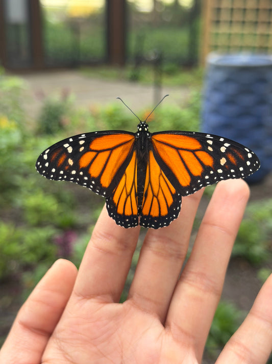 Tropical Milkweed vs. Native Milkweed: What Monarch Butterflies Actually Need
