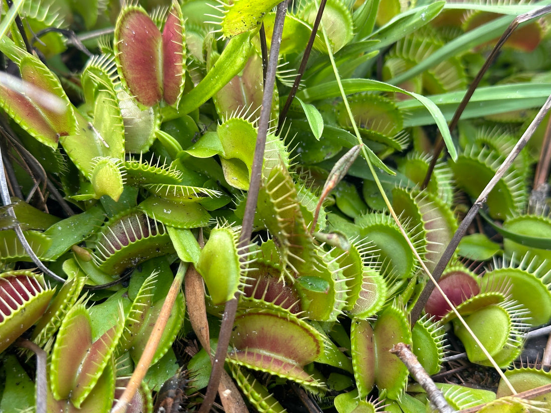 What Is a Plant Ecologist?
