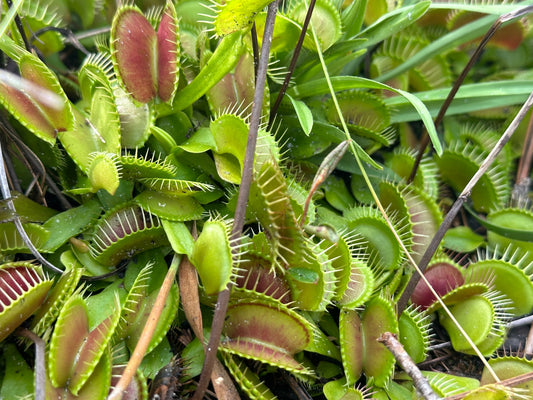 What Is a Plant Ecologist?