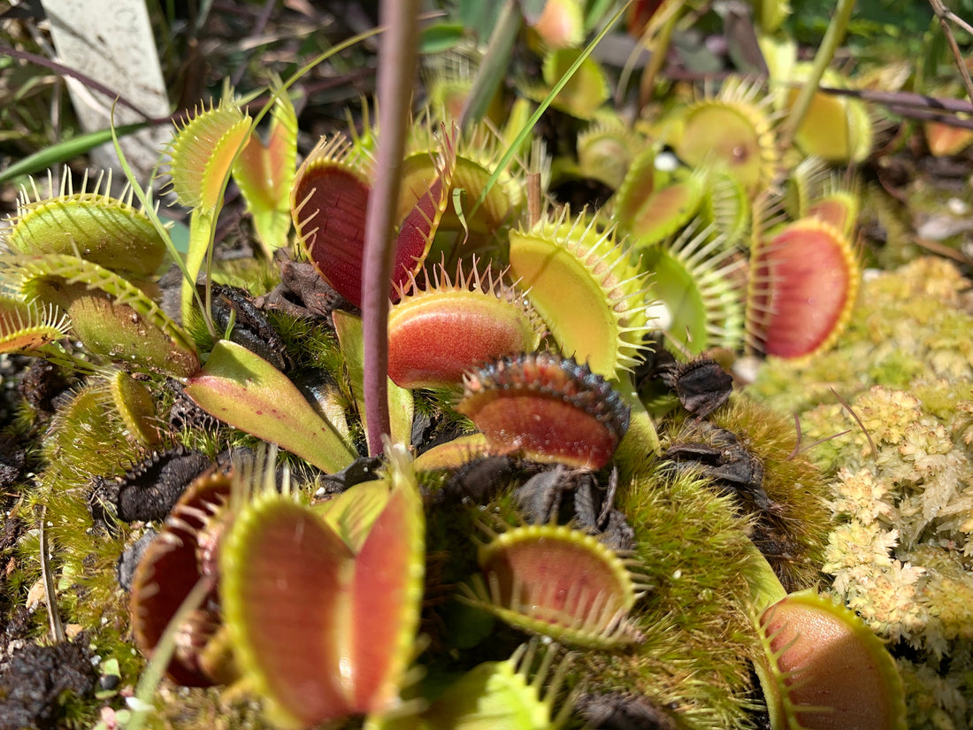 Plant Adaptations You Can See in NC Native Species