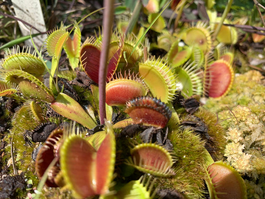 Plant Adaptations You Can See in NC Native Species