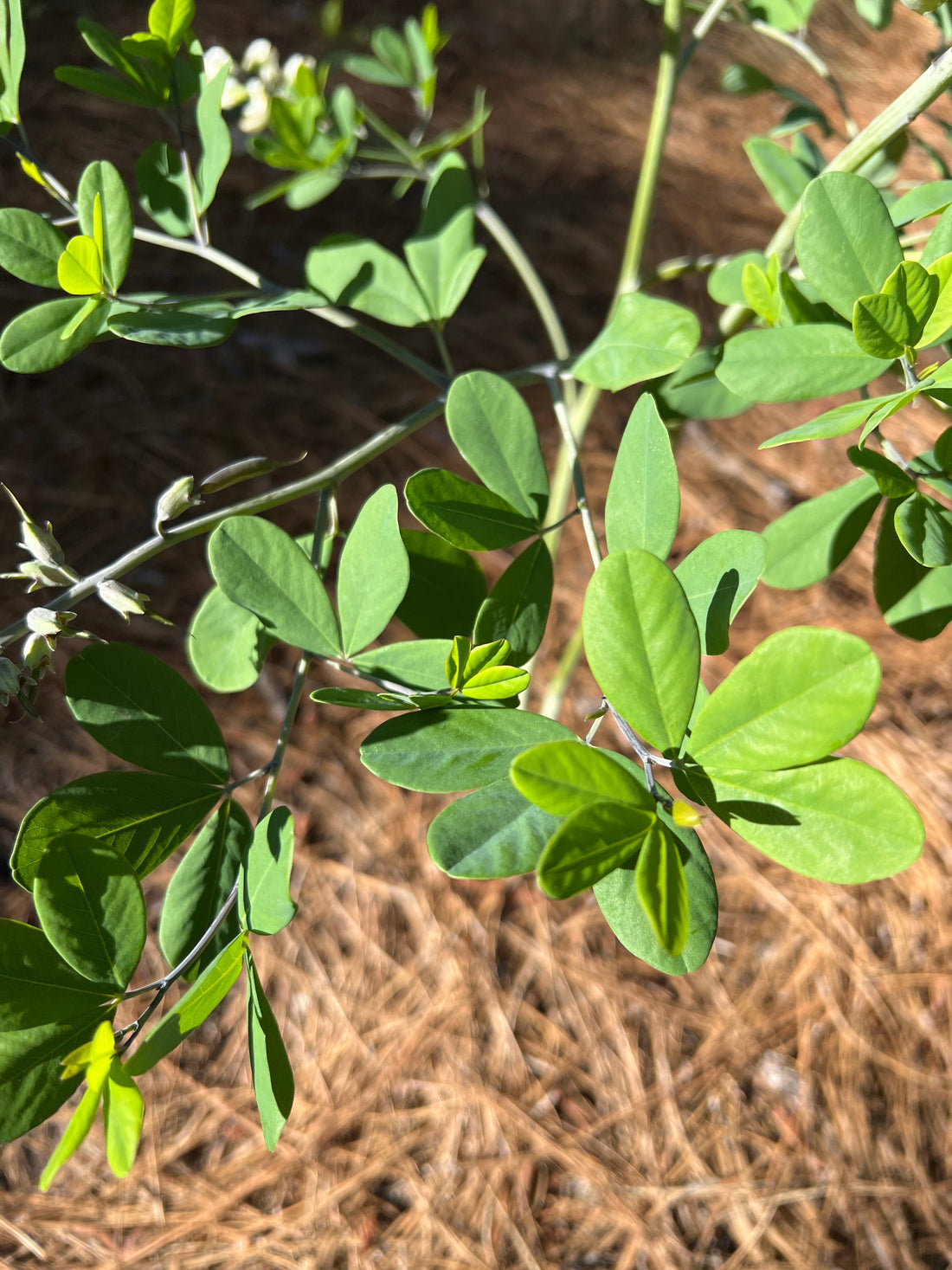 Native Plants That Build Soil: Five NC Species Working Underground