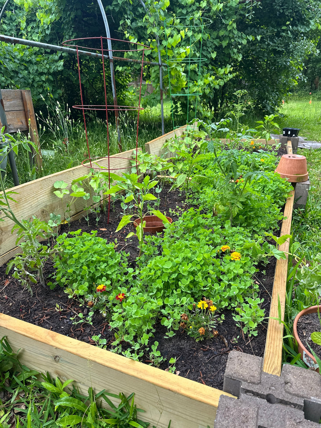 The Science of Companion Planting