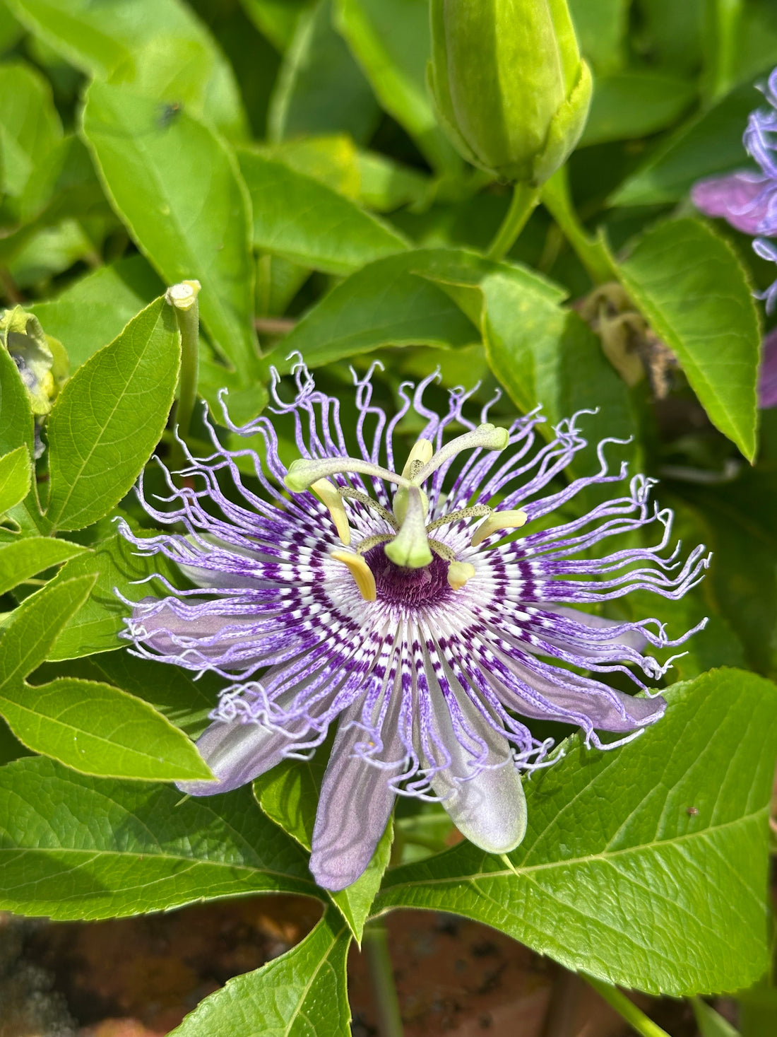 Native Vines for NC: Coral Honeysuckle, Passionflower, and What to Grow Instead of Japanese Honeysuckle
