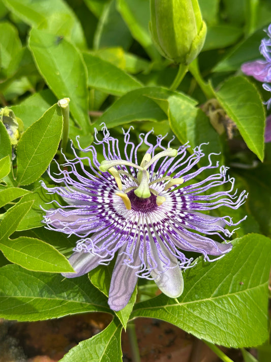 Native Vines for NC: Coral Honeysuckle, Passionflower, and What to Grow Instead of Japanese Honeysuckle