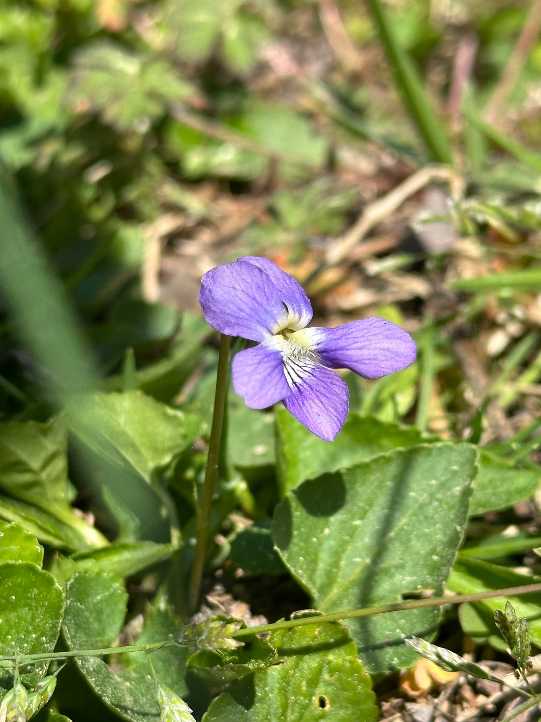 The Lawn Violet You Keep Pulling Is a Butterfly's Only Host Plant