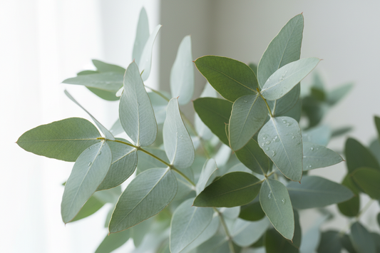 Lemon Eucalyptus: Your New Favorite Plant (Science Says So)