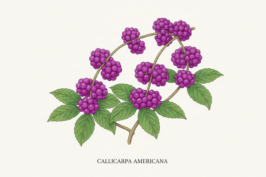 American Beautyberry: The Native Shrub That Earns Its Purple
