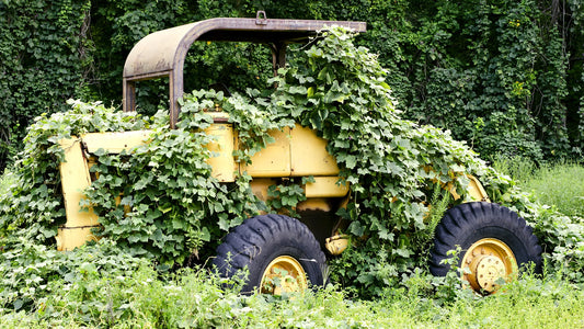 Exploring the Versatile Culinary Uses of Kudzu: Delicious Recipes from the Vine