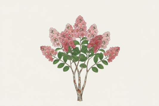 What to Plant Instead of a Crepe Myrtle