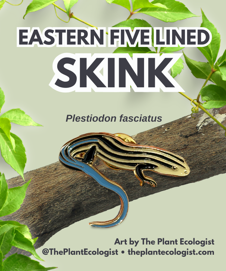 Five Lined Skink Enamel Pin  - North Carolina native