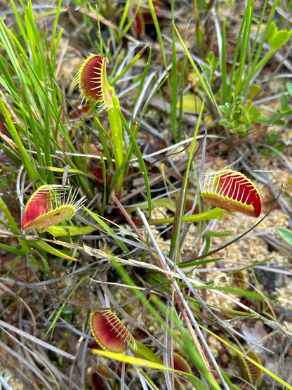 May 24 Carnivorous Plant Workshop at The Eagle's Dare