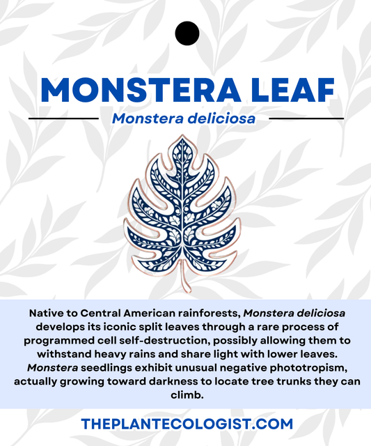 Fine Pottery Monstera Leaf Enamel Pin - Original Artwork by The Plant Ecologist, Made in the USA (1.25 inches)