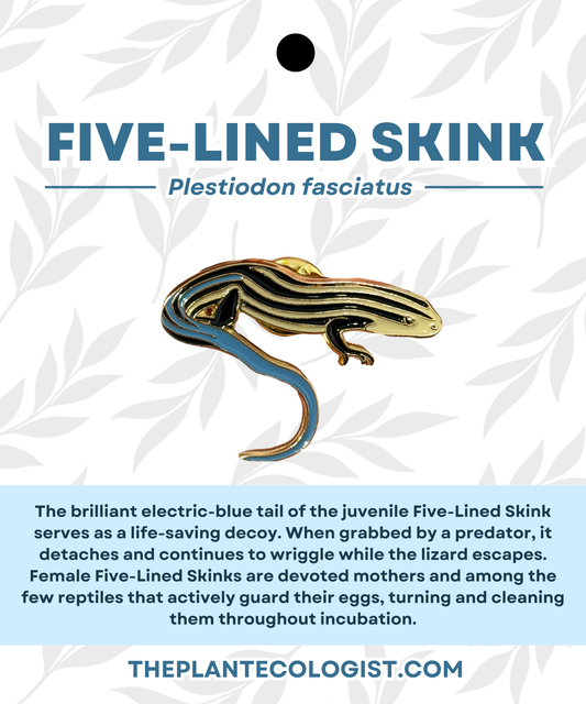 Five Lined Skink Enamel Pin